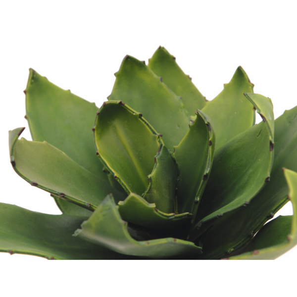 Agáve zelená, 45 cm