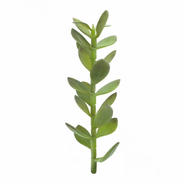 Penízovka-výhonek, 30cm