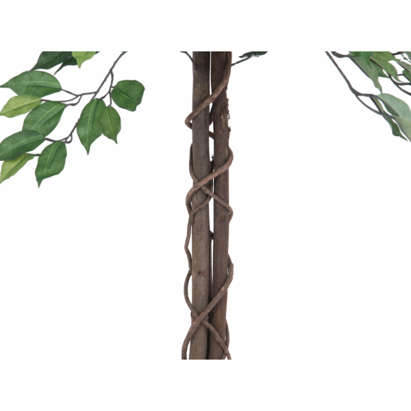 Fikus-Benjamin Multi-kmen, 150 cm