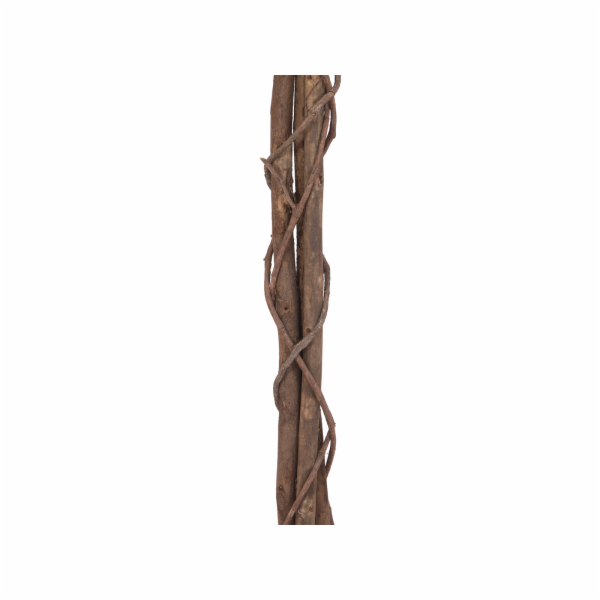 Fikus-Benjamin Multi-kmen, 180 cm