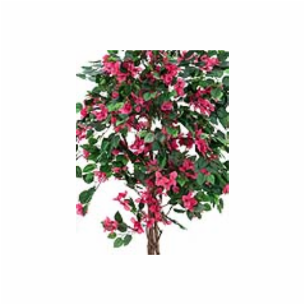 Bougainvillea červená, 150 cm