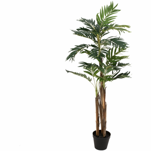 Areca palma, 3 kmeny, 110 cm