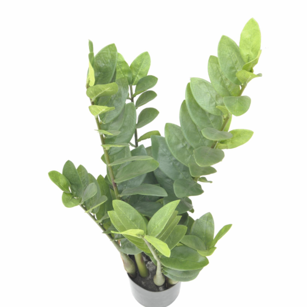 Zamiokulkas, 70cm