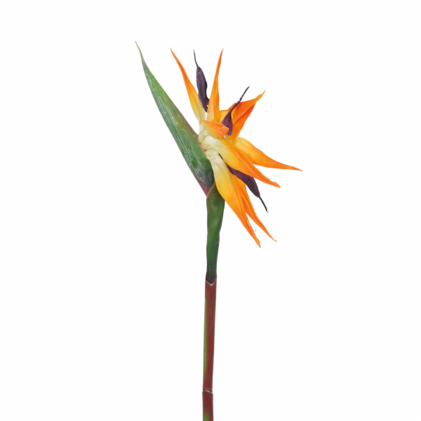 Strelície oranžová, 95 cm