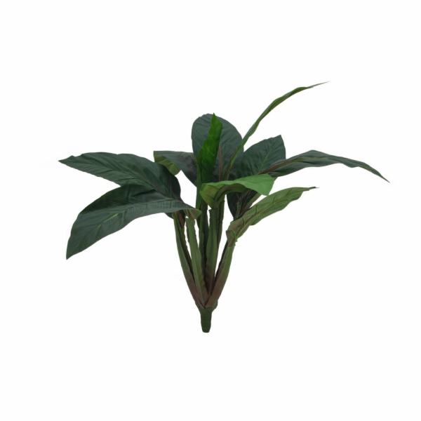 Sago palmovník, 45 cm