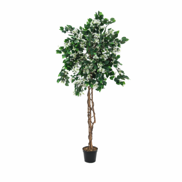 Bougainvillea bílá, 150 cm
