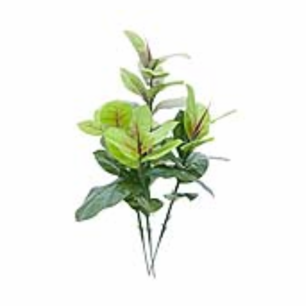 Větvičky kaučukovníku, 100cm