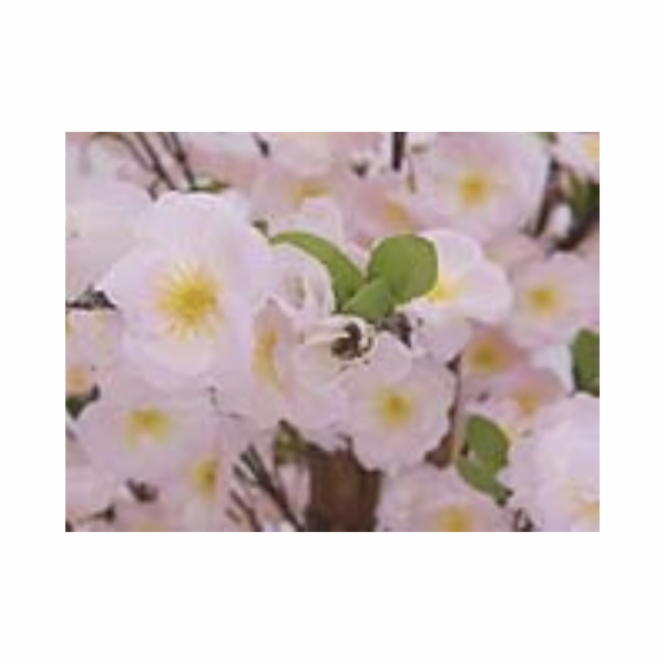 Třešeň se 4 kmeny růžová, 150 cm