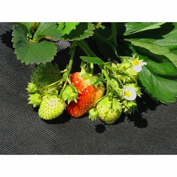 Iglaco&nbsp;Iglaco&nbsp;Black&nbsp;Agricultural&nbsp;Service&nbsp;50G&nbsp;0,8x10m