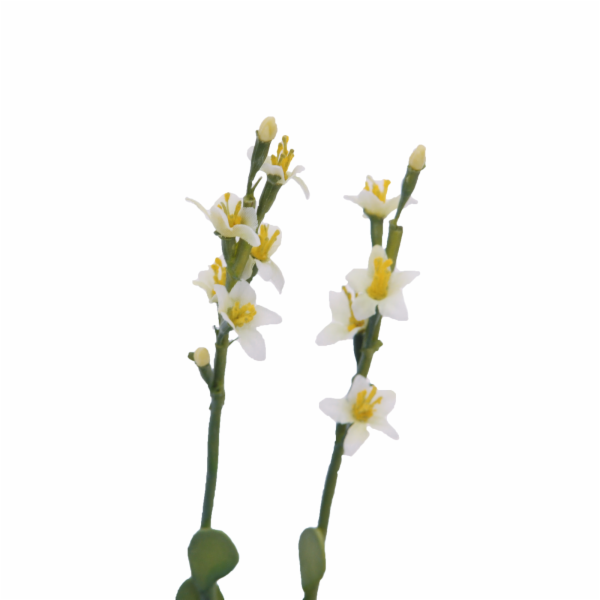 Skalní růže žlutá, 32 cm