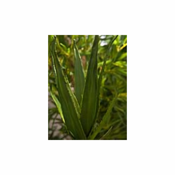 Aloe vera zelená, 50 cm