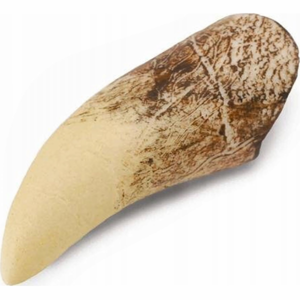 Collecta figurka TYRANNOSAURŮV ZUB V KRABIČCE - CollectA ...