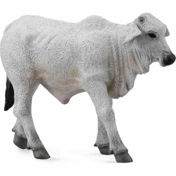 COLLECTA BRAHMAN TEL