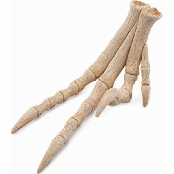 Collecta figurka REPLIKA VELOCIRAPTOROVA KONČETINY - Coll...