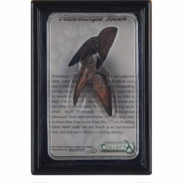 COLLECTA TRICERATOPS ZUB V BALENÍ