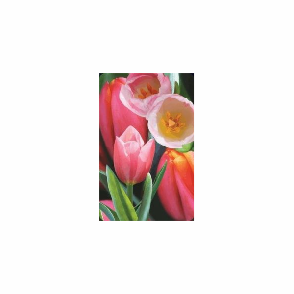 Cenná mini 3D karta Tulip (180178)
