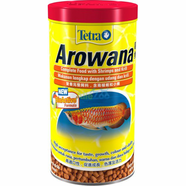 Tetra Arowana 1 rok