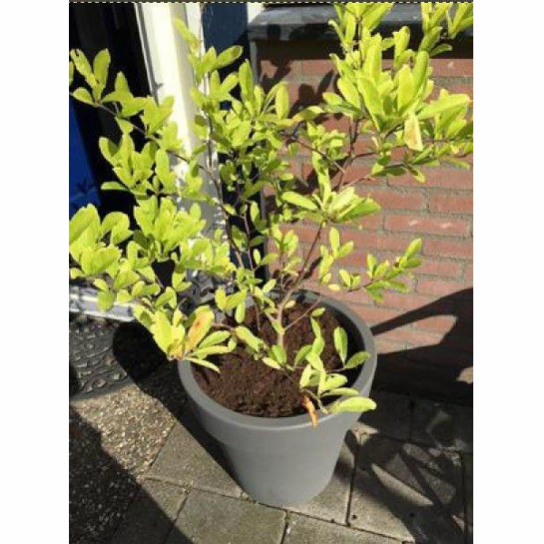 Hrnec Prosperplast Lofly DLOF500, H 49 cm, šedý
