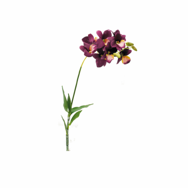 Lucky Reptile Jungle Plants kvetoucí Orchidej Lila, cca 4...
