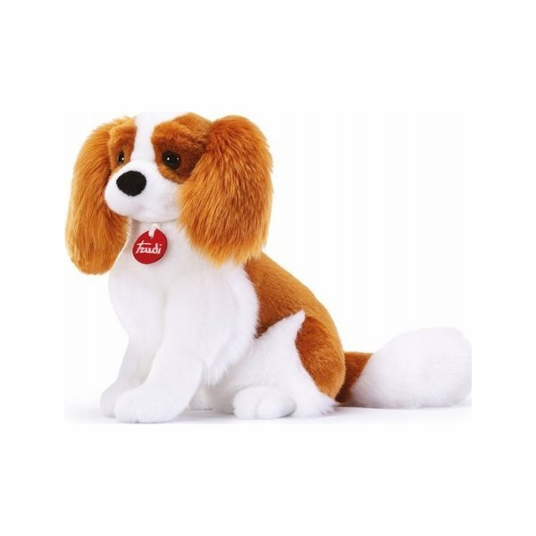 Trudi  CAVALIER KING (M)