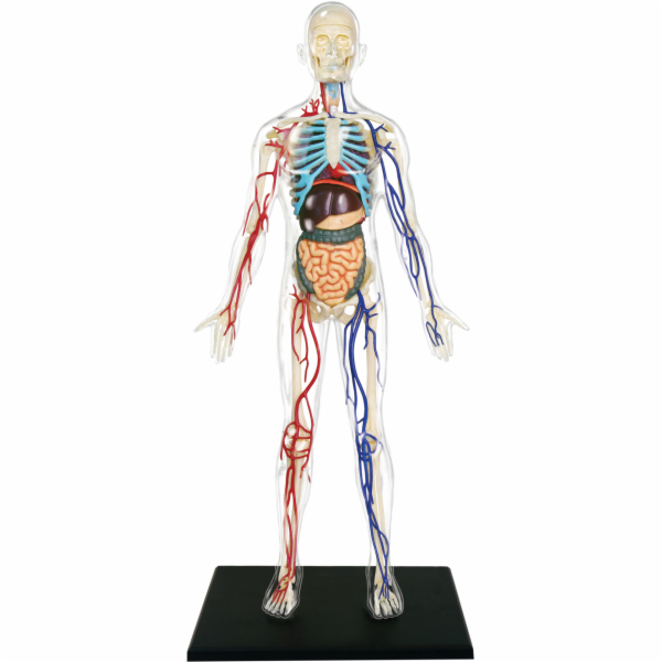 4D Master - Anatomie člověka - Transparentní tělo 33 cm