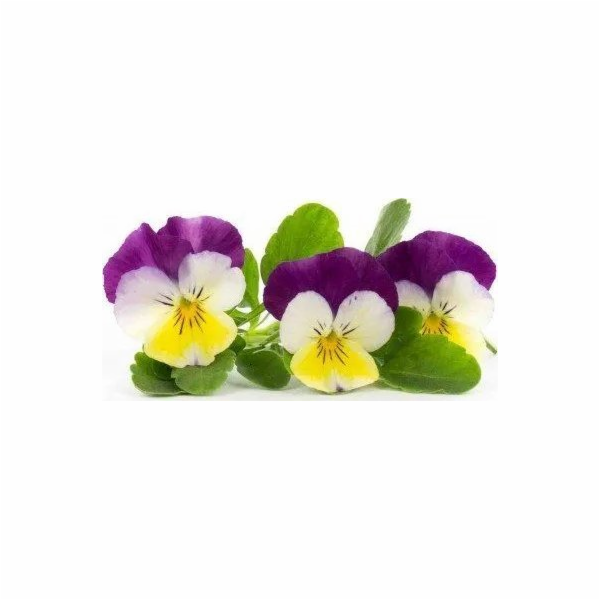 Véritable Lingot Maceška - BIO