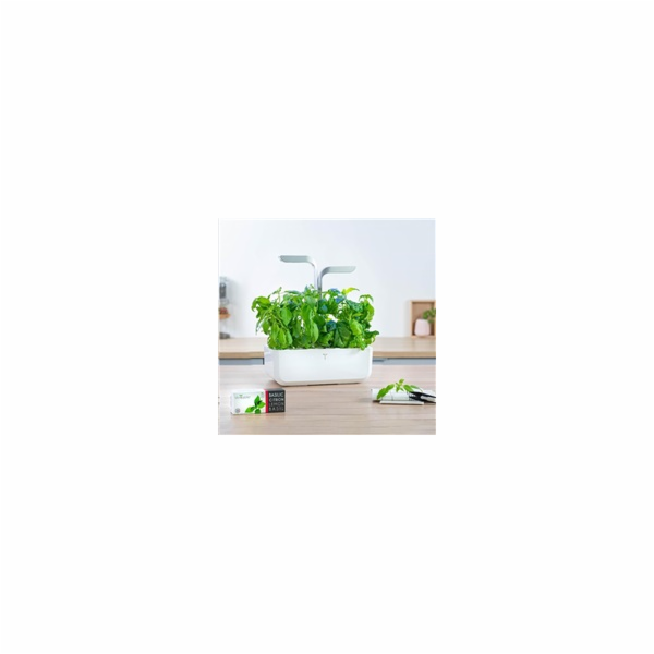 Véritable Lingot Thajská bazalka - BIO