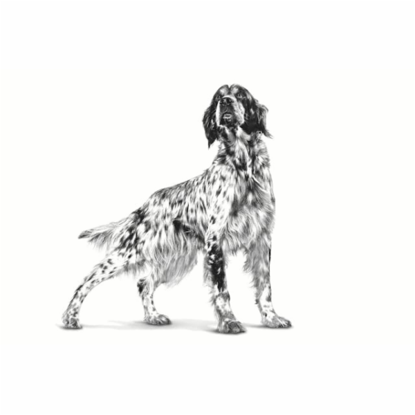ROYAL CANIN Gastrointestinal High Fibre Loaf VHN - vlhké ...