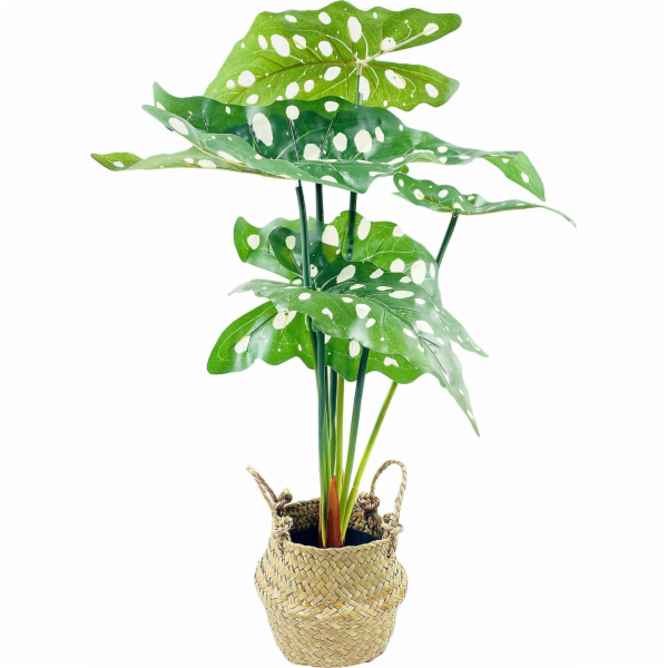 Eurofirany Alocasia, umělá květina v košíku