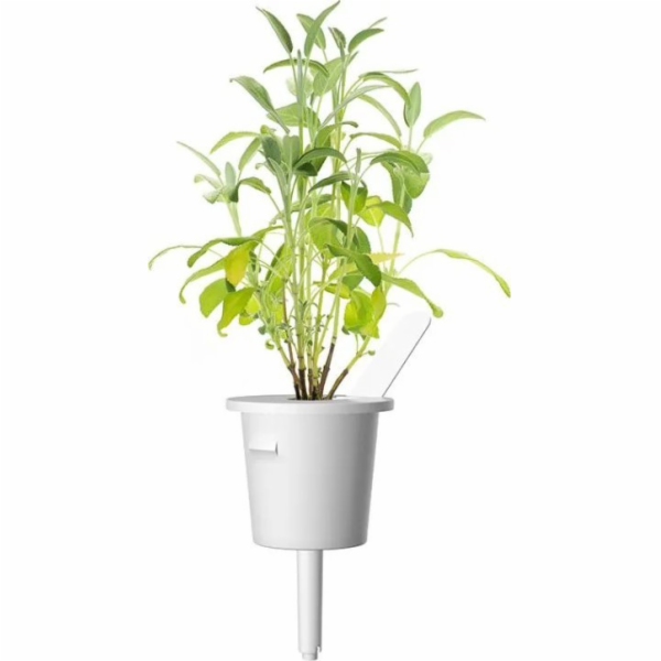 Click And Grow Náhradní náplň do Smart Garden do šalvěje ...