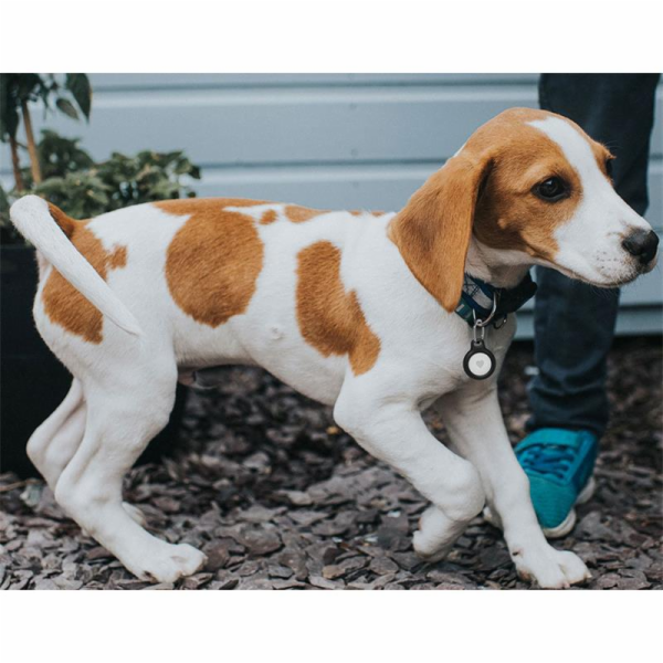 Belkin Bezpečný držák na klíčenku AirTag - 2 balení, černý