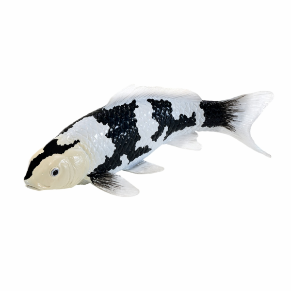 Mojo Kapr koi shiro utsuri