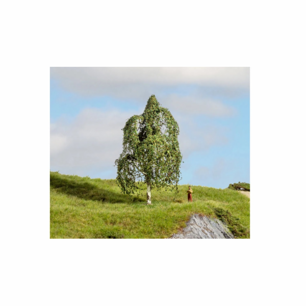 Noch Bříza stříbrná