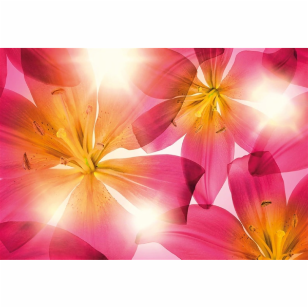 KOMAR TAPETA NA FOTO SD928 368X254 ŽELÉ LETNÍ SLUNCE