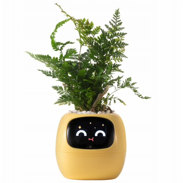 kwiatydonice PlantsIO BŘEČŤAN ŽLUTÝ