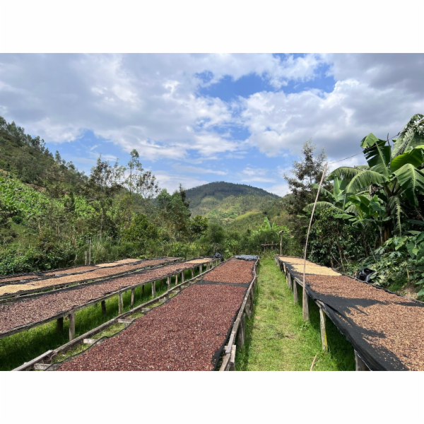 NoName RWANDA MUHABURA ROYAL ROBUSTA OMNIROAST zrnková ká...