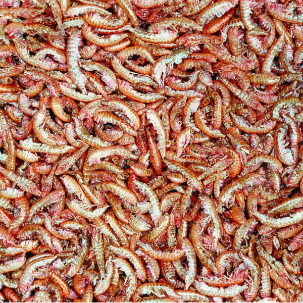 Tropical Tropický GAMMARUS plechovka 1000ml