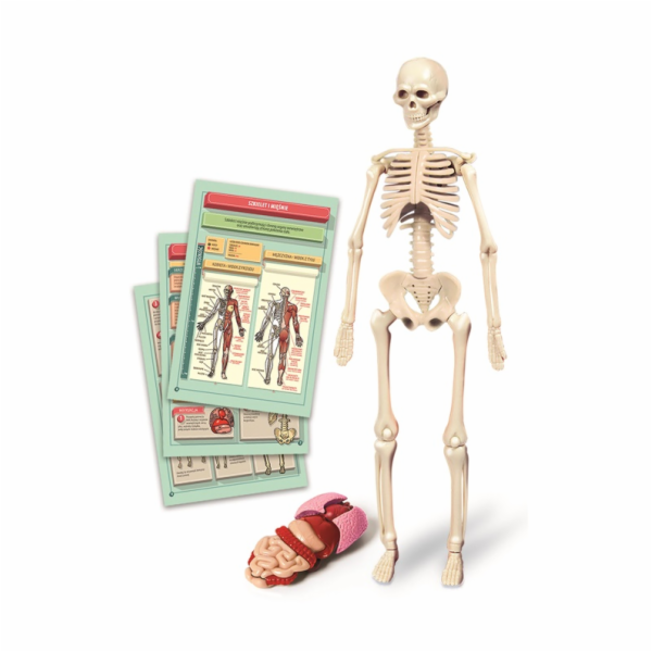 Vzdělávací hračka Clementoni The Human Body Mini-Set 50824