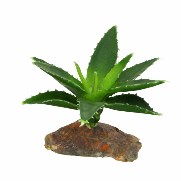 Lucky Reptile-Sukulenty Agave malé, cca 10 cm
