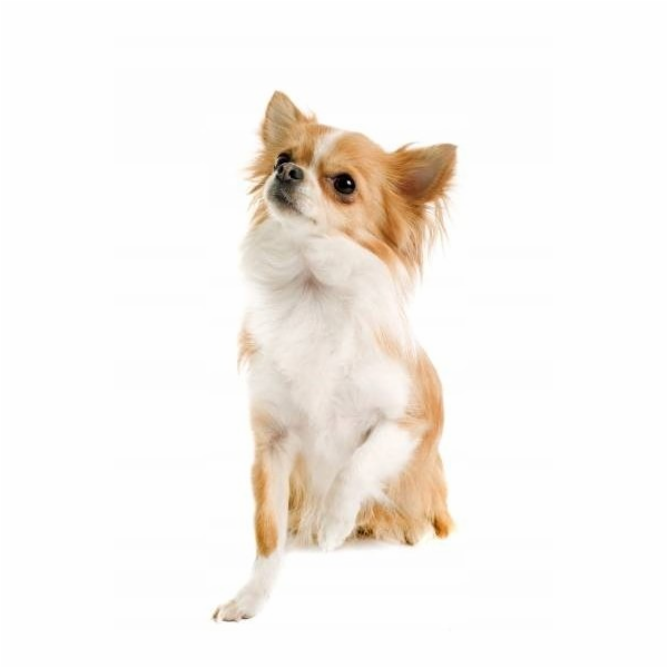 OASY One Animal Protein Adult Small/Mini Duck - suché krm...