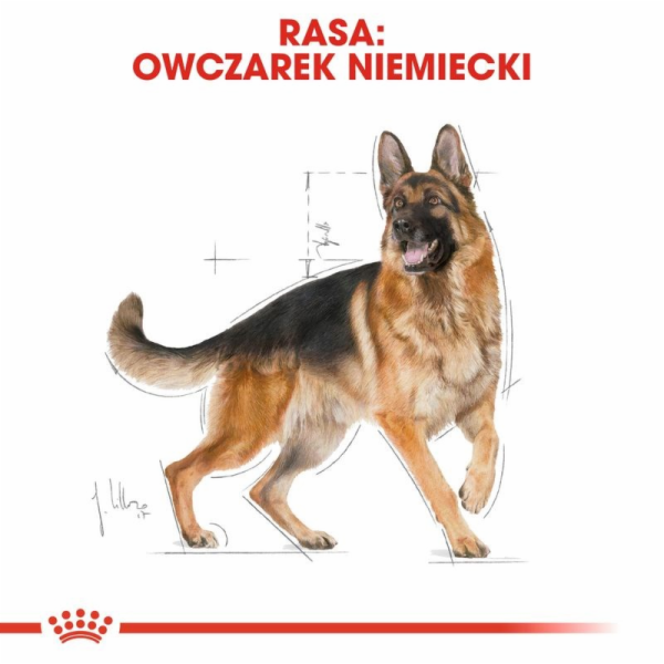 ROYAL CANIN German Shepherd Adult – suché krmivo pro dosp...