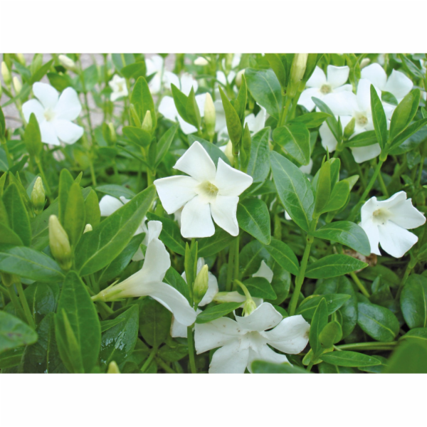 Helix Vždyzelená "Alba" bílá květináč cca 13 cm Vinca minor