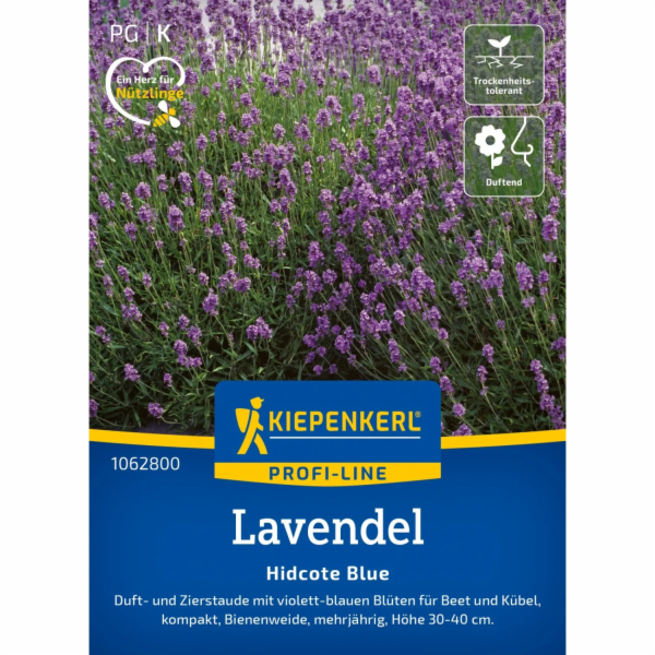 Kiepenkerl Vonná levandule "Hidcote Blue Strain" modrá