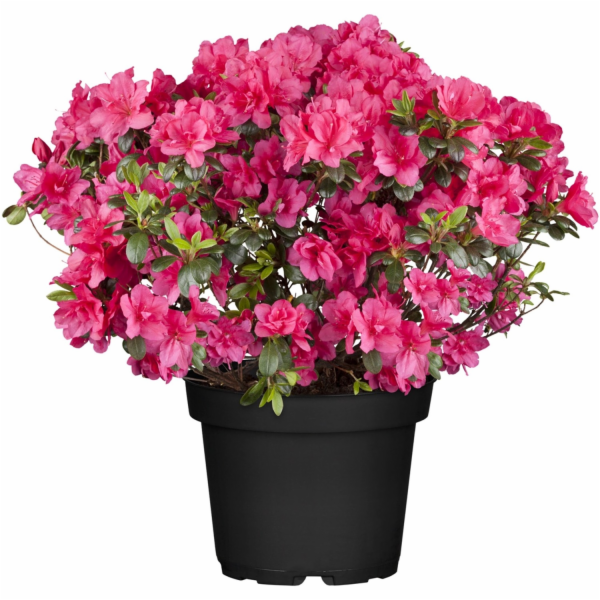 GROW by OBI Azalka "Majas Rubin" květináč O cca 18 cm rod...