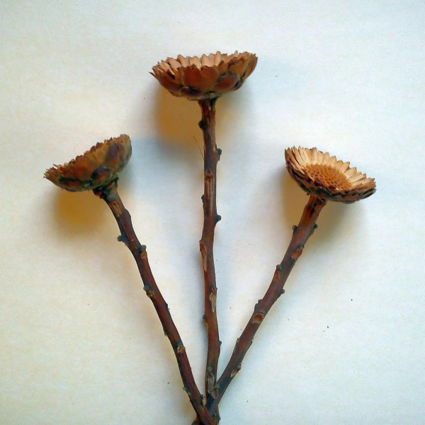 Dekorativní květina Protea Repens Natural 3 kusy