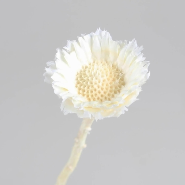 Dekorativní květina Protea repens Bleached