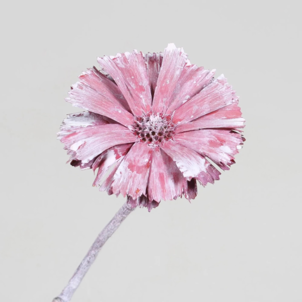 Dekorativní rostlina Protea Repens Erica frosted red