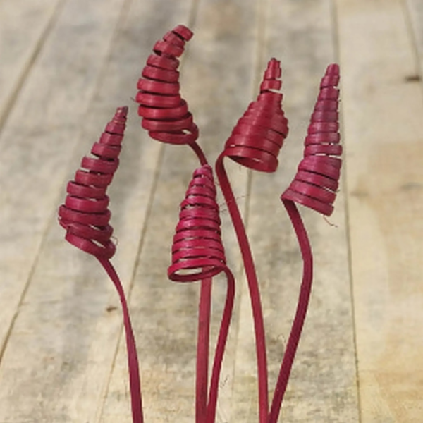 Dekorativní rostlina Cane Cone Burgundy
