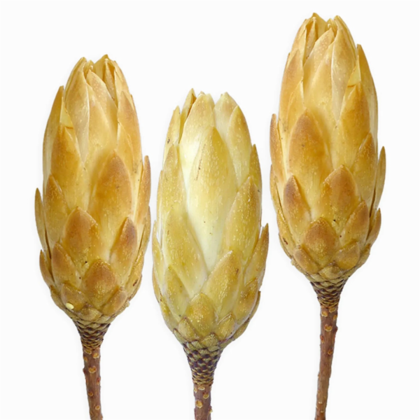 Dekorativní květina Protea repens Cream 3 kusy