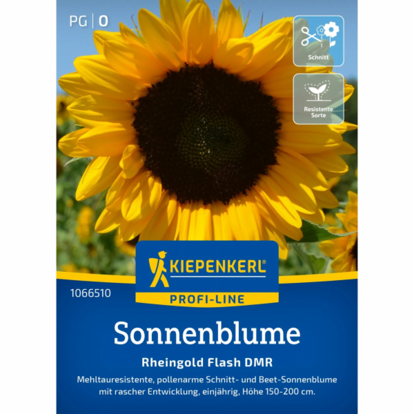 Kiepenkerl Sunflower "Rheingold Flash DMR" F1 Hybrid Heli...